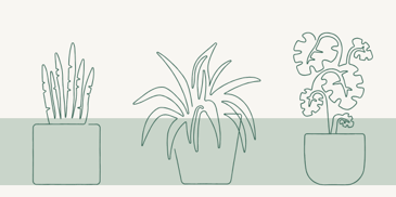 Top 5 Air Purifying House Plants
