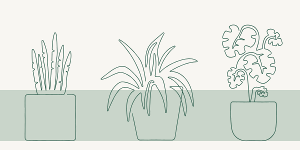 Top 5 Air-Purifying Plants for Your Home Office